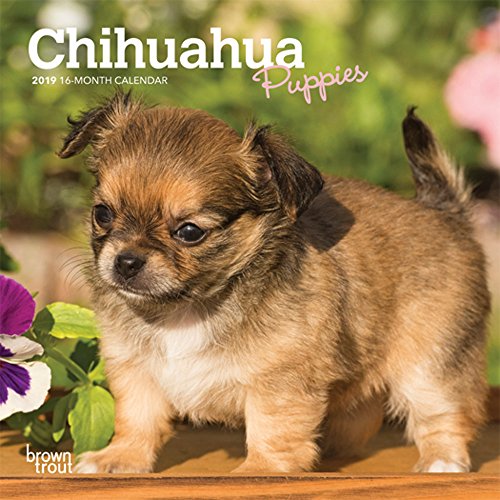 Preisvergleich Produktbild Chihuahua Puppies 2019 Calendar