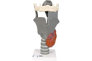 3B Scientific G20 Modelo Anatómico Humano - Modelo de Laringe Funcional, 2.5 Veces su Tamaño Natural + App de anatomía gratuita - 3B Smart Anatomy