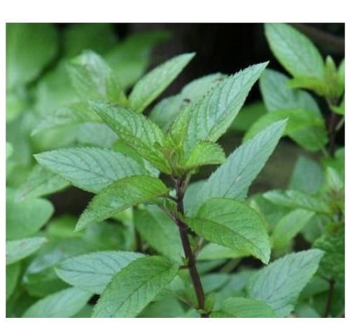 Mentha piperita - Echte Pfefferminze - Minze - 250 Samen