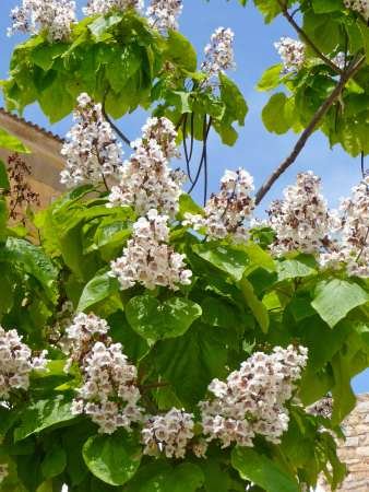 TROPICA – Trompetenbaum (Catalpa bignonioides) – 40 Samen - 2