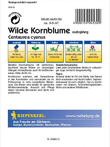 Centaurea cyanus Kornblume himmelblau - 2