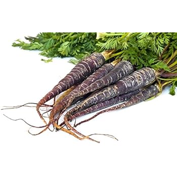 Möhren Purple Haze schwarze Urmöhre: Amazon.de: Garten
