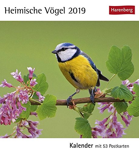 Preisvergleich Produktbild Heimische Vögel - Kalender 2019: Kalender mit 53 Postkarten