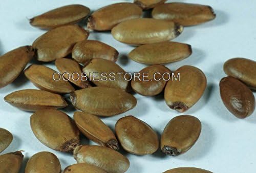 Soursop, Graviola ,Guanabana Seeds(10 pcs)