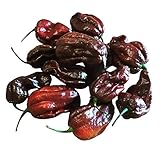 HABANERO CHOCOLAT 10 x Habanero Chocolate Semillas