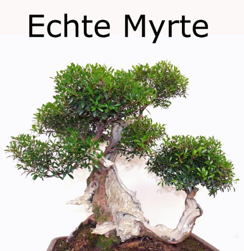 Seedeo Bonsai Anzuchtset Mediteran deluxe (Echte Myrte, Ölbaum, Zwerg Granatapfel) - 2