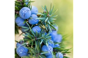 Portal Cool 1 X ginepri Alberello semenzaio 20-40cm (Juniperus communis)