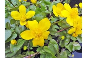 H2O-PFLANZE Sumpfdotterblume | Caltha palustris| Wasserpflanze | Teichpflanze | winterhart | echte europäische Sumpfdotterblume | blüht zweimal im Jahr | Mini Teich geeignet