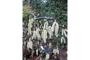 PLANTENWELT WIESMOOR Korkenzieherhasel Corylus avellana Contorta 40-60 cm hoch im 3 Liter Pflanzcontainer