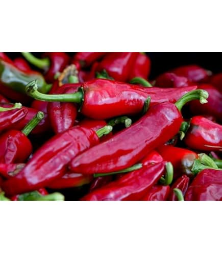 25 Graines De Courgette Goldena Légumes Jardins Potager Méthode BIO - Foto 5