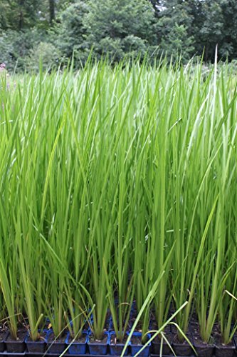 fertig im Pflanzkorb - Acorus calamus - winterhart - Indischer Kalmus - Wasserpflanzen Wolff