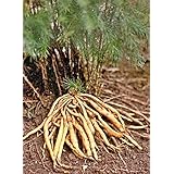 50 wilder indischer Spargel Samen, Asparagus racemosus seeds, Shatavari, wichtige Ayurveda und TCM Pflanze