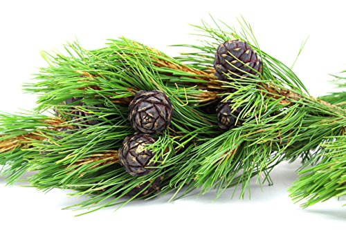 1kg PREMIUM Zirbenspäne „Standard+“ | perfekt für Schalen und zur Raumbeduftung - 7