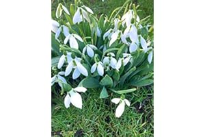 CAMBRIDGE FARMERS OUTLET 25 x Snowdrop Bulbs (Free UK Postage)