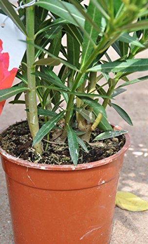 Palmenmann Oleander (zweifarbig) – Nerium oleander - 3