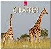 Produktbild GIRAFFEN: Original Stürtz-Kalender 2018 - Mittelformat-Kalender 33 x 31 cm