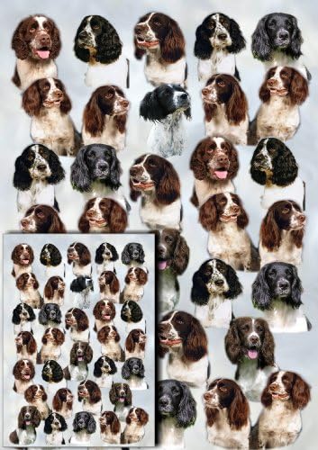 English Springer Spaniel Dog Gift Wrapping Paper with Small Gift Card Design by Starprint