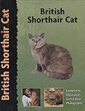 Image de British Shorthair Cat
