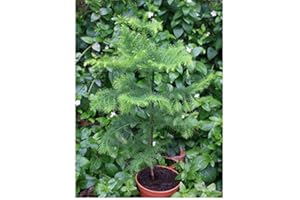 HOT PLANT CO Araucaria heterophylla Norfolk Island Pine (Sent in 15cm pots)