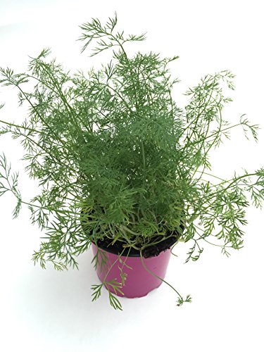 Dill Pflanze, Marktfrische Kräuterpflanze aus Nachhaltigem Anbau ! (Anethum graveolens)