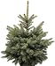 Produktbild Weihnachtsbaum Omorika-Fichte. 60 - 80 cm. 21 cm Topf
