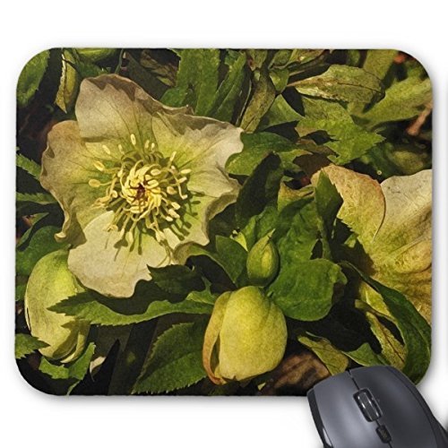 Preisvergleich Produktbild timetoshine Lenten Rose Nieswurz Maus Pad