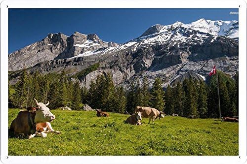Metal Poster Tin Sign Plate #25763 Cows In A Swiss Meadow Retro Vintage Wall Décor by hamgaacaan (20x30cm)
