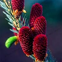 Suchergebnis Auf Amazon De Fur Tanne Nicht Verfugbare Artikel