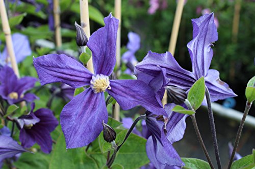 Clematis, Waldrebe, Stauden-Clematis - Im 2lt. Topf, Höhe 60-100cm, mit 3 Bambus gestäbt