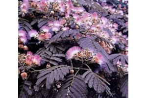 SEEDSOWN Verano Chocolate Mimosa Albizia Julibrissin árbol (5) Las Semillas del árbol de Seda