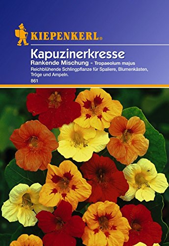 Kiepenkerl 910128 Kapuzinerkresse, Tropaeolum majus Rankende Mix