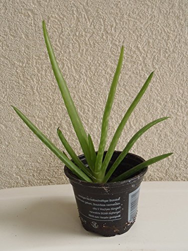 Aloe vera echte Aloe Pflanze 10cm kräftige Heilpflanze - 2