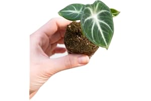 PLNTS - Baby Alocasia Ninja - Plantes d'intérieur - Feuilles de flèche - Decoration chambre - Accessoires de décoration intérieure - Boutures de 2cm - Hauteur 10cm