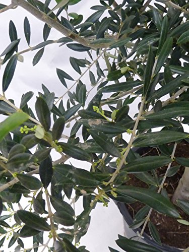 Olivenbaum „Olea europea“ – 160/190 cm – dicker Stamm 25 cm Umfang – Pot 30 ltr. - 7