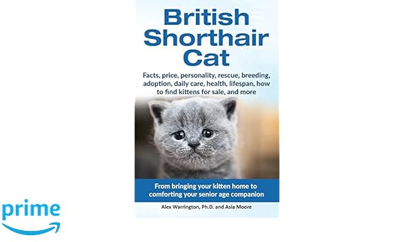 Buy British Shorthair Cat From Bringing Your Kitten Home To