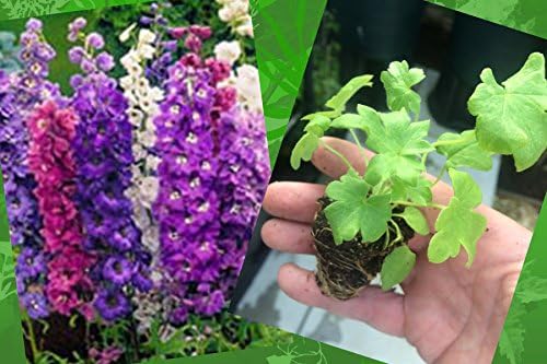 6 X LARGE DELPHINIUM MAGIC FOUNTAIN MIXED PLUG PLANTS