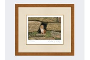 Robert E Fuller Weasel Wall Limited Edition Print Mounted and Framed | Signed & Numbered by Wildlife Artist Ready to hang on your wall | Image size 23x15cm