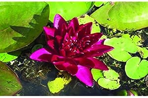 Lincolnshire Pond Plants Ltd Water Lily - Live Water Plant Aquatic Pond Lake Marginal (Loose Root, Dwarf - Burgundy Princess)