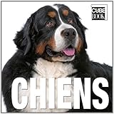 Chiens