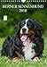 Berner Sennenhund 2018 (Wandkalender 2018 DIN A4 hoch): Berner Sennenhunde auf 13 wundervollen Fotos (Monatskalender, 14 Seiten ) (CALVENDO Tiere) [Kalender] [Apr 01, 2017] Starick, Sigrid by 