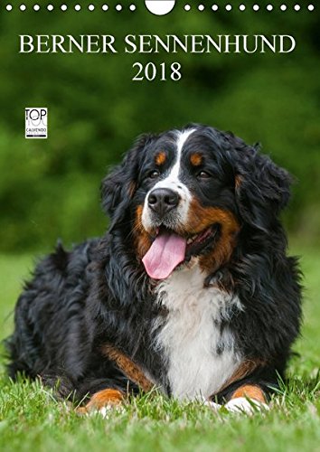Berner Sennenhund 2018 (Wandkalender 2018 DIN A4 hoch): Berner Sennenhunde auf 13 wundervollen Fotos (Monatskalender, 14 Seiten ) (CALVENDO Tiere) [Kalender] [Apr 01, 2017] Starick, Sigrid