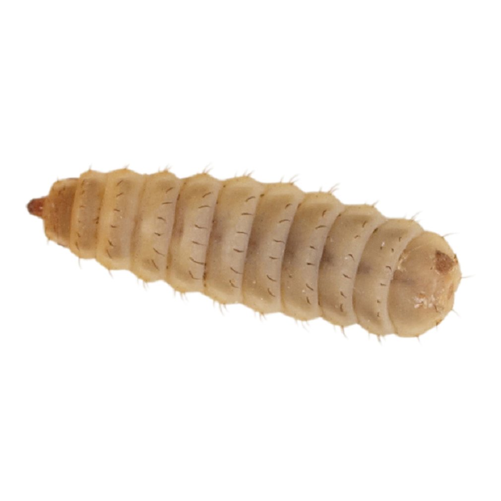 Calci Worms Small Size - Approx 250