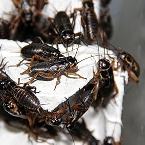 Großpackung Mittelmeergrillen mittel - Futterinsekten, Inhalt ca.1000 Stück