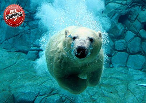 Swimming Polar Bear Wildlife Box Canvas Art Print - Stunning Framed Canvas Wall Art Decor - Framed Ready to Hang in your home interior (30" x 20")