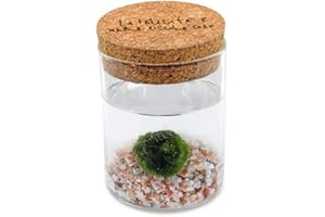 KAKI LA FELICITÀ È NELLE PICCOLE COSE Marimo Original Sughero La Felicità – Singolo (Fondale Rosa Naturale)