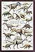 Produktbild Educational - Bildung Dinosaurier - Dinosaurs - Cretaceous Period Bildungsposter Plakat Druck - Maxiposter Version in Englisch - Grösse 61x91,5 cm + Wechselrahmen, Shinsuke® Maxi MDF Walnuß, Acryl-Scheibe