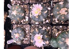 FASH LADY Portal Cool Semi Lophophora williamsii. (Molto Fresco)