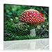 Produktbild Bilderdepot24 Kunstdruck - Fliegenpilz - (Natur) 40x30 cm - Bild auf Leinwand - Leinwandbilder - Bilder als Leinwanddruck - Wandbild
