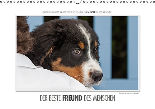 Emotionale Momente: Der beste Freund des Menschen. / CH-Version (Wandkalender 2017 DIN A3 quer): Ingo Gerlach GDT, der renommierte Naturfotograf, hat ... (Monatskalender, 14 Seiten ) (CALVENDO Tiere)