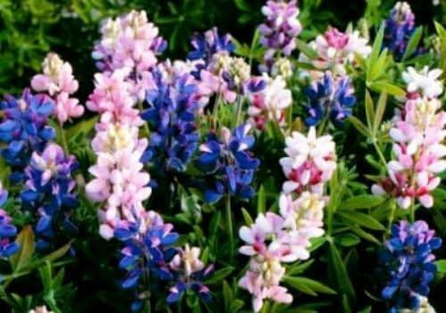 Lupine Seeds, Pixie, Dwarf Lupine, Wildflower Seeds, Heirloom Bulk Seeds, 300ct